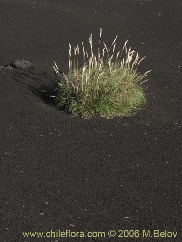 Bild von Cortaderia araucana (). Klicken Sie, um den Ausschnitt zu vergrössern.